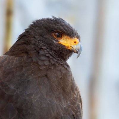Amerikaanse woestijnbuizerd - De Zonnegloed - Dierenpark - Dieren opvangcentrum - Sanctuary